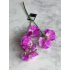 Lathyrus