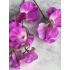 Lathyrus