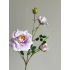 Tros Roos 64cm