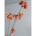 Prunus malaga