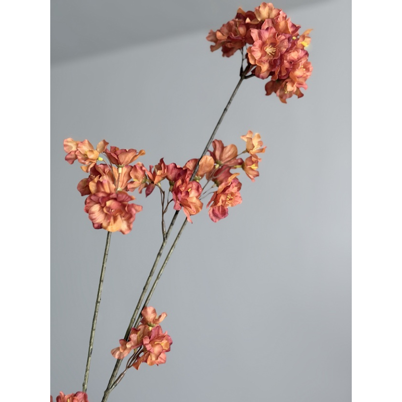 Prunus malaga