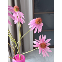 Vaasje Lief met zijde Echinacea