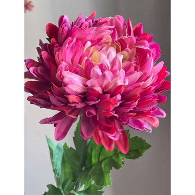 Chrysant fuchsia