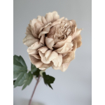 Pioen Roos creme/bruin