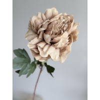 Pioen Roos creme/bruin