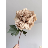 Pioen Roos creme/bruin