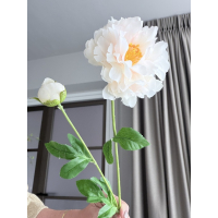 Ranonkel cream