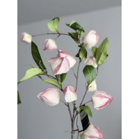 Physalis roze