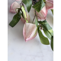 Physalis roze