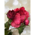 Pioen roos 48cm