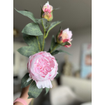 Pioen Roos 90cm