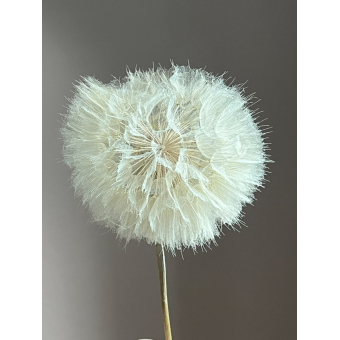 Dandelion of Pluizebol