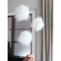 Poms 