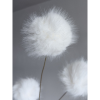 Poms 