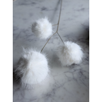 Poms 
