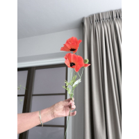 Poppys rood