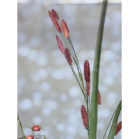 Zijden boeket Red inclusief vaas