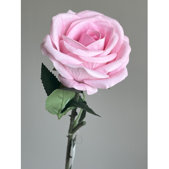 Roos 40cm