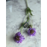 Scabiosa tak 66cm