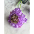 Scabiosa tak 66cm