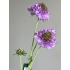 Scabiosa tak 66cm