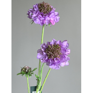 Scabiosa tak 66cm