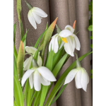 Bosje zijden Sneeuwklokjes