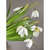 Bosje zijden Sneeuwklokjes