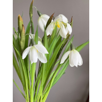 Bosje zijden Sneeuwklokjes