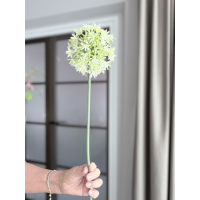 Allium creme