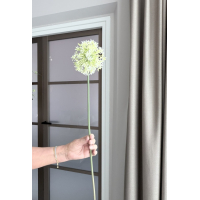Allium creme