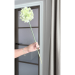 Allium creme