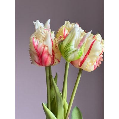  Bos Papegaai tulpen