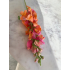 Antirrhinum