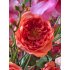 Boeket Fleur inclusief vaas