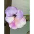 Zijden boeket lila/roze/wit