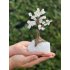 Bonsai Boom 17cm