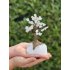 Bonsai Boom 17cm