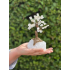 Bonsai Boom 17cm