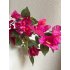 Bougainville tak 75cm fuchsia