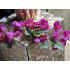 Bougainville tak 75cm