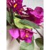 Bougainville tak 75cm