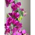 Bougainville tak 75cm