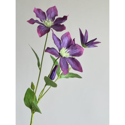 Clematis tak 67cm