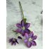 Clematis tak 67cm