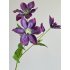 Clematis tak 67cm