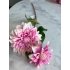 Dahlia Sharon 60cm