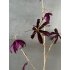 Gloriosa tak paars/goud 108cm