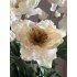 Helleborus creme 60cm