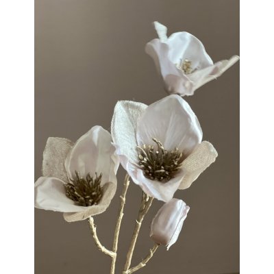 Helleborus Ivory 51cm Helleborus Ivory 51cm